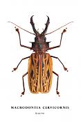 macrodontia cervicornis